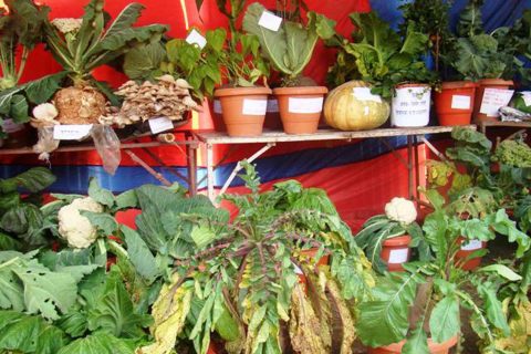 अन्तिम माघमा हुने कृषि मेलाको तयारी शुरु