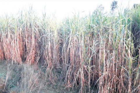 उखु किसानको करोडौं नोक्सान