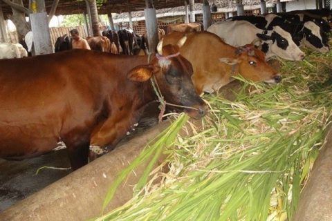 चीनबाट दुधालु गाई ल्याइने