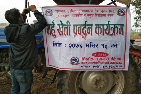 तिलोत्तमा नगरपालिकाद्वारा गहुँको बीउ छर्ने कार्यको शुभारम्भ