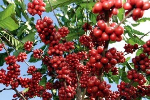 १५ औं राष्ट्रिय दिवसको अवसरमा सरकारले कफीको न्यूनतम मूल्य तोक्यो