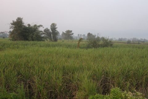 नवलपरासीका किसानले उखुको ५२ करोड भुक्तानी पाएनन