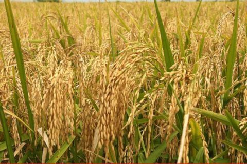 गुल्मी जिल्लामा यस वर्ष धान उत्पादमा वृद्धि