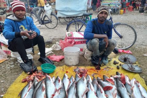 जाडो बढेसँगै बुटवलको आसपास क्षेत्रको बजारमा माछाको व्यापार बढयो