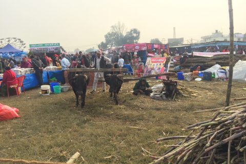 मणिग्राम मेलामा दोस्रो दिन १५ हजार दर्शकले गरे अवलोकन