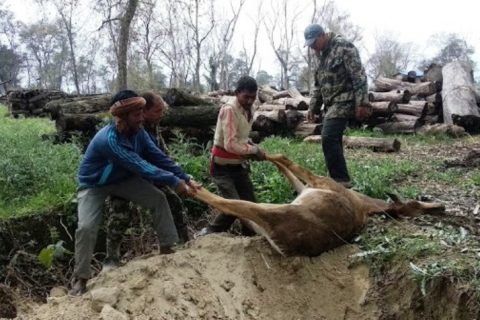 मृत अवास्थामा भेटीयो निलगाई ।।