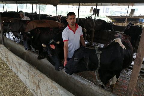 गाई पालनबाट मासिक ३ लाख आम्दानी गर्दै भुषाल