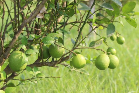 तिलोत्तमाबाट कृषि मन्त्री भुसाललाई सुझाव