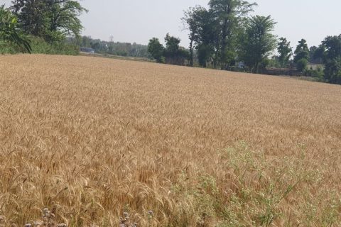 तिलोत्तमामा गहुँको न्यूनतम मूल्य निर्धारण