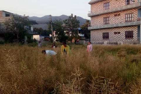 लकडाउनमा किसानलाई हिउदेबाली भित्र्याउने चटारो