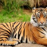 आज राष्ट्रिय बाघ गणनाको सङ्ख्या सार्वजनिक गरिँदै