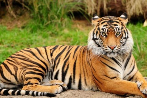 बाघको आक्रमणबाट कपिलवस्तुमा दूई जना गम्भीर घाइते