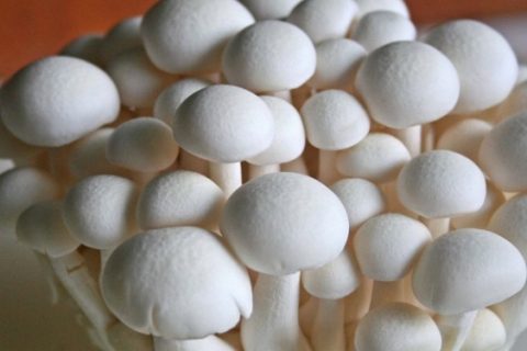 जङ्गली च्याउ खाँदा चितवनमा १२ जना बिरामी, २ काे अवस्था गम्भीर