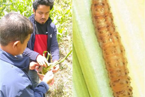 गुल्मीमा गवारोको प्रकोप नियमित मकै बालि अनुगमन गर्न आग्रह