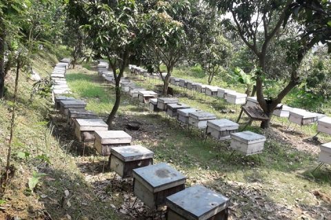 कञ्चनमा प्रधानमन्त्री कृषि आधुनिकरण परियोजना हिमालयन हनिकम मौरी पकेट कार्यक्रम सार्वजनिक