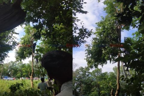 रुखको घाँस झार्दा करेन्ट लागेर अर्घाखाँचीका एक युवकको कपिलवस्तुमा मृत्यु