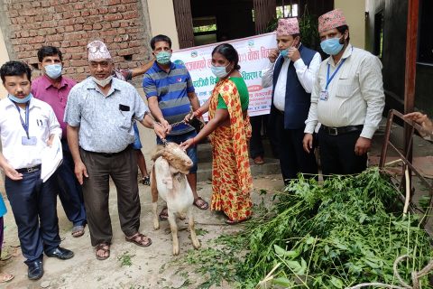 तिलोत्तमाले दियो किसानलाई अनुदानमा बोयर जातको बोका