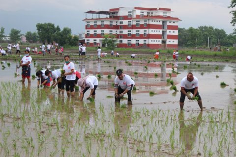 तिलोत्तमामा चार विगाहामा रोपाइँ गरेर मनाइयो धान दिवस