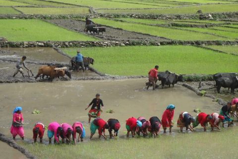 आज राष्ट्रिय धान दिवस तथा रोपाइँ महोत्सव