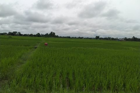 प्रदेश ५ मा ९४.८४ प्रतिशत मात्र  रोपाइँ सकियो