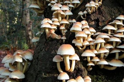 पाल्पामा जंगली च्याउ खाँदा दुई जनाको मृत्यु, एक गम्भीर
