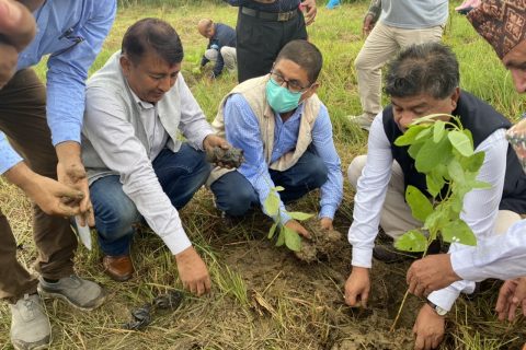 काँग्रेस संस्थापक नेता विपी कोईरालाको स्मृतिमा रुपन्देहीमा बृक्षारोपण