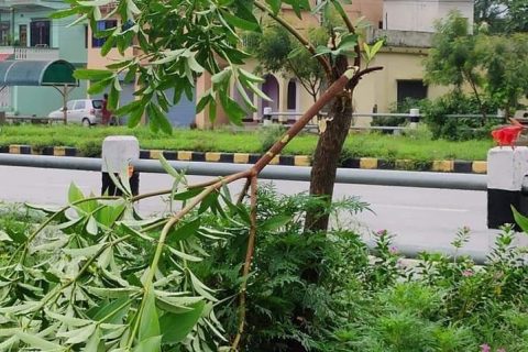 तिलोत्तमामा गएराती ६ लेन सडक किनारका ३२ बिरुवा काटिए