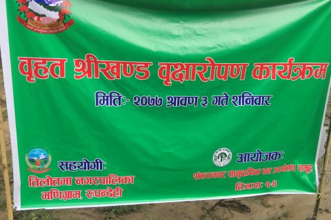 शँकरनगर सामुदायिक वनमा श्रीखण्डका विरुवा रोपियो