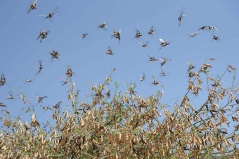 भारतबाट सलहको नयाँ झुण्ड नेपाल आउने सम्भावना बढ्यो, सतर्क रहन आग्रह