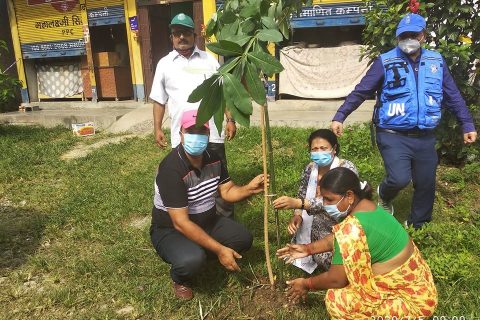 तिलोत्तमामा थप एक हजार स्टोनियाका विरुवा रोपिए