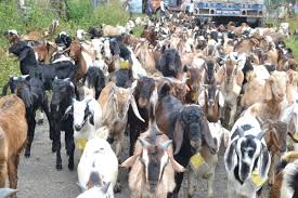यस पटक दशैँमा खाद्य कम्पनीले ३ हजार खसी, बोका र च्याङ्ग्रा ल्याउँदै