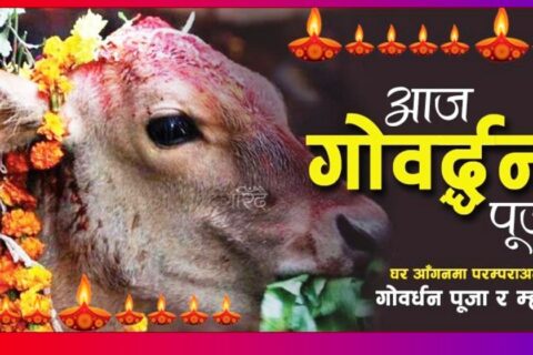 तिहारको चौथो दिन, गाई, गोरु र गोवर्द्धन पूजा