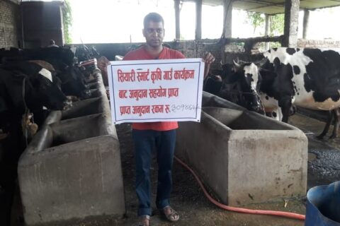 रुपन्देहीको सियारी गाउँपालिकामा गाईपालन गर्ने किसानलाई प्रोत्सहन