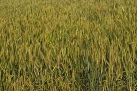 तिलोत्तमाले तोक्यो गहुँको न्यूनतम समर्थन मूल्य