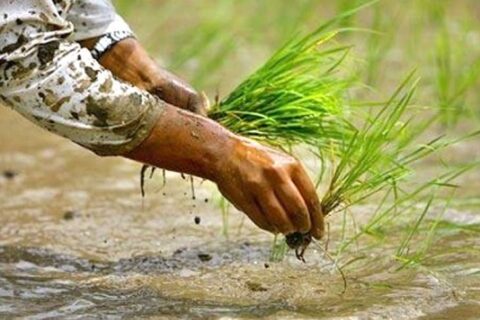 असार १५ : राष्ट्रिय धान दिवस,धान रोपाइँमा दही-चिउराको संस्कृति