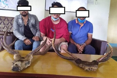 दाङमा जरायाेकाे सिङ र छालासहित तीन जना पक्राउ