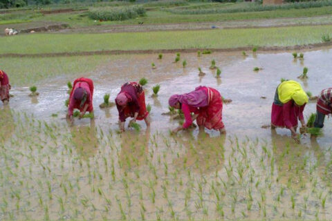 आज असार १५ : धान दिवस तथा दहीचिउरा खाएर मनाइँदै
