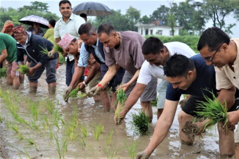 धान दिवसमा बुटवलका मेयर पाण्डेसहितको टोलीद्वारा किसानको खेतमा रोपाइँ