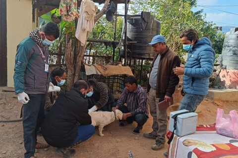 गुल्मीमा रेबिजले एक जनाको मृत्यु
