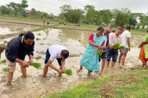 तिलोत्तमाले यसरी मनायो राष्ट्रिय धान दिवस