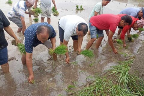 अखिल नेपाल किसान महासंघ जिल्ला कमिटी रूपन्देही ले मनायो राष्ट्रिय धान दिवस
