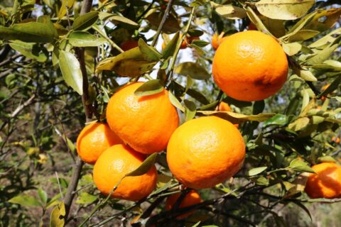 पाल्पामा पहिलो पटक सुन्तला महोत्सव