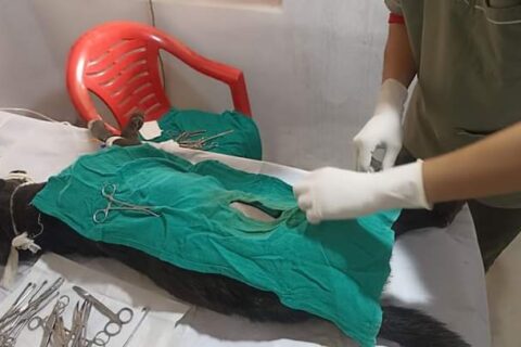 बुटवलमा सामुदायिक कुकुरको बन्ध्याकरण र रेविजविरुद्धको खोप
