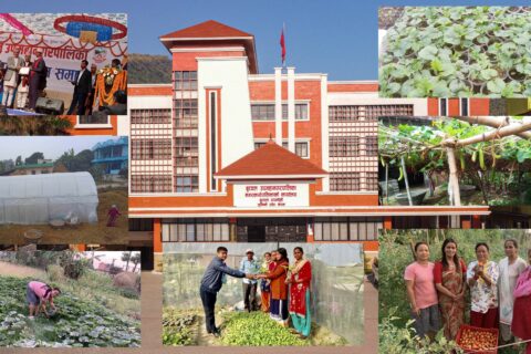 बुटवल उपमहानगरपालिका : कृषकमा उत्साह थप्दै सहरी कृषि प्रबर्धन कार्यक्रम