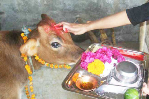 आज गाईंगोरु, गोबर्द्धधन पूजा गरी तिहार पर्व मनाईंदै
