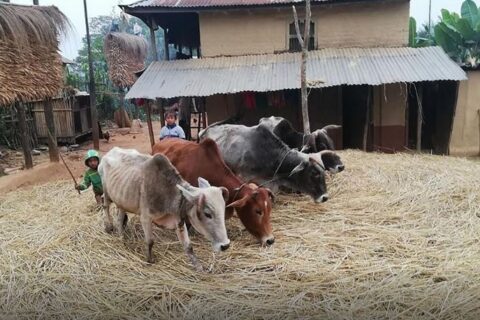 पोखरामा आजदेखि दाइँ महोत्सव