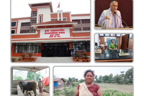 बुटवलमा दुग्ध उत्पादन प्रवर्द्धनका लागि पाडी वितरण कार्यक्रम: किसानमा उत्साह