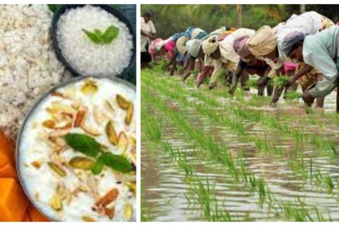 आज असार १५: धान दिवस र दही चिउराको सांस्कृतिक पर्व मनाइँदै