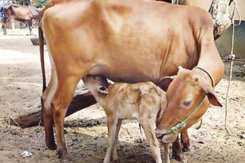 गाईपालक कृषकलाई प्रोत्साहन,घरमा पालेको गाई पहिलो पटक ब्याएमा  १० हजार अनुदान