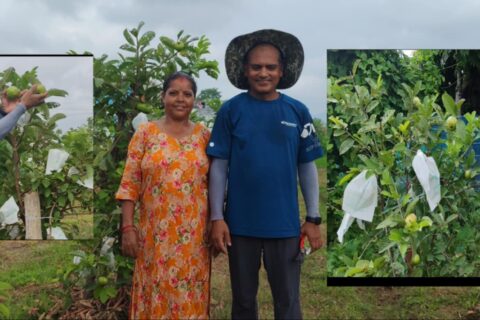 युट्युब बाट सिकेर खेतमा बेलाउती फलाएका पाण्डे दम्पतीको व्यावसायिक यात्रा